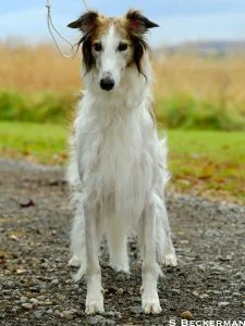 Silken Windhound named Blink from Silken Agents of CSBeck